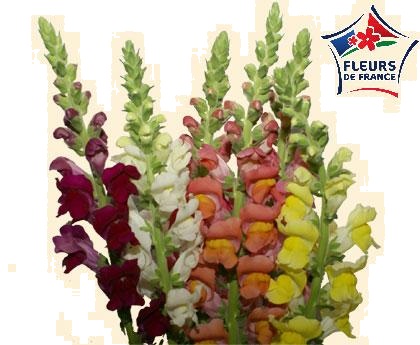 MUFLIER 1ER Fleurs de France